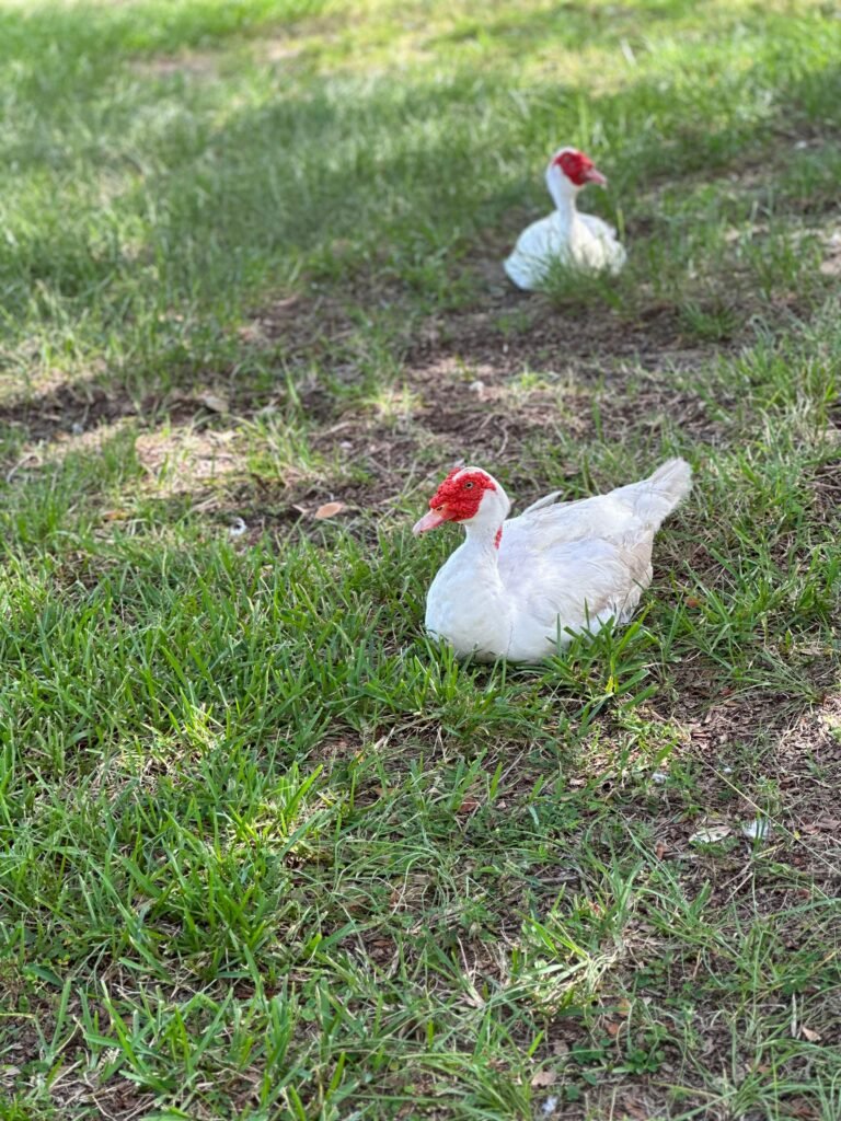 lakewood park ac repair
